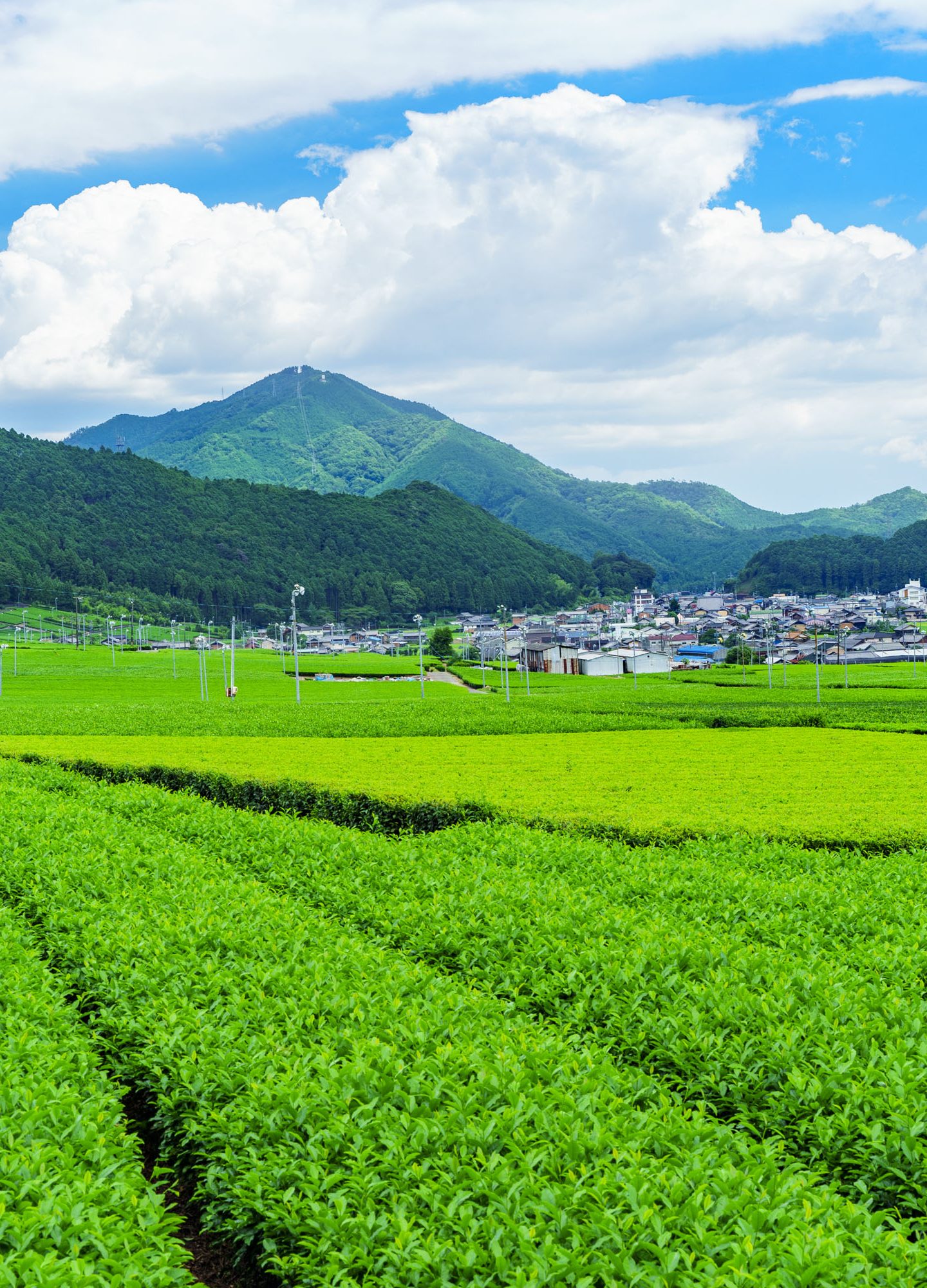 無料壁紙 【松阪茶】新緑の茶畑。PCとデスクトップ壁紙に最適な4K高画質の無料壁紙。三重県三重グルメの伊勢茶で撮影したフリー写真素材