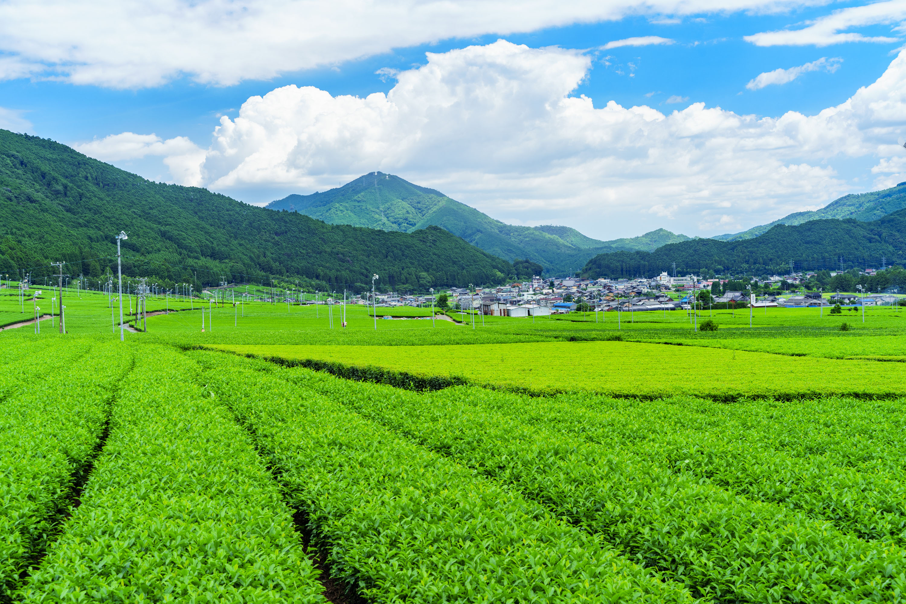 無料壁紙 【松阪茶】新緑の茶畑。PCとデスクトップ壁紙に最適な4K高画質の無料壁紙。三重県三重グルメの伊勢茶で撮影したフリー写真素材