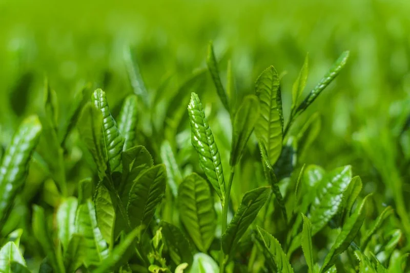 無料壁紙 【伊勢茶】新芽の茶葉。PCとデスクトップ壁紙に最適な4K高画質の無料壁紙。三重県三重グルメの伊勢茶で撮影したフリー写真素材