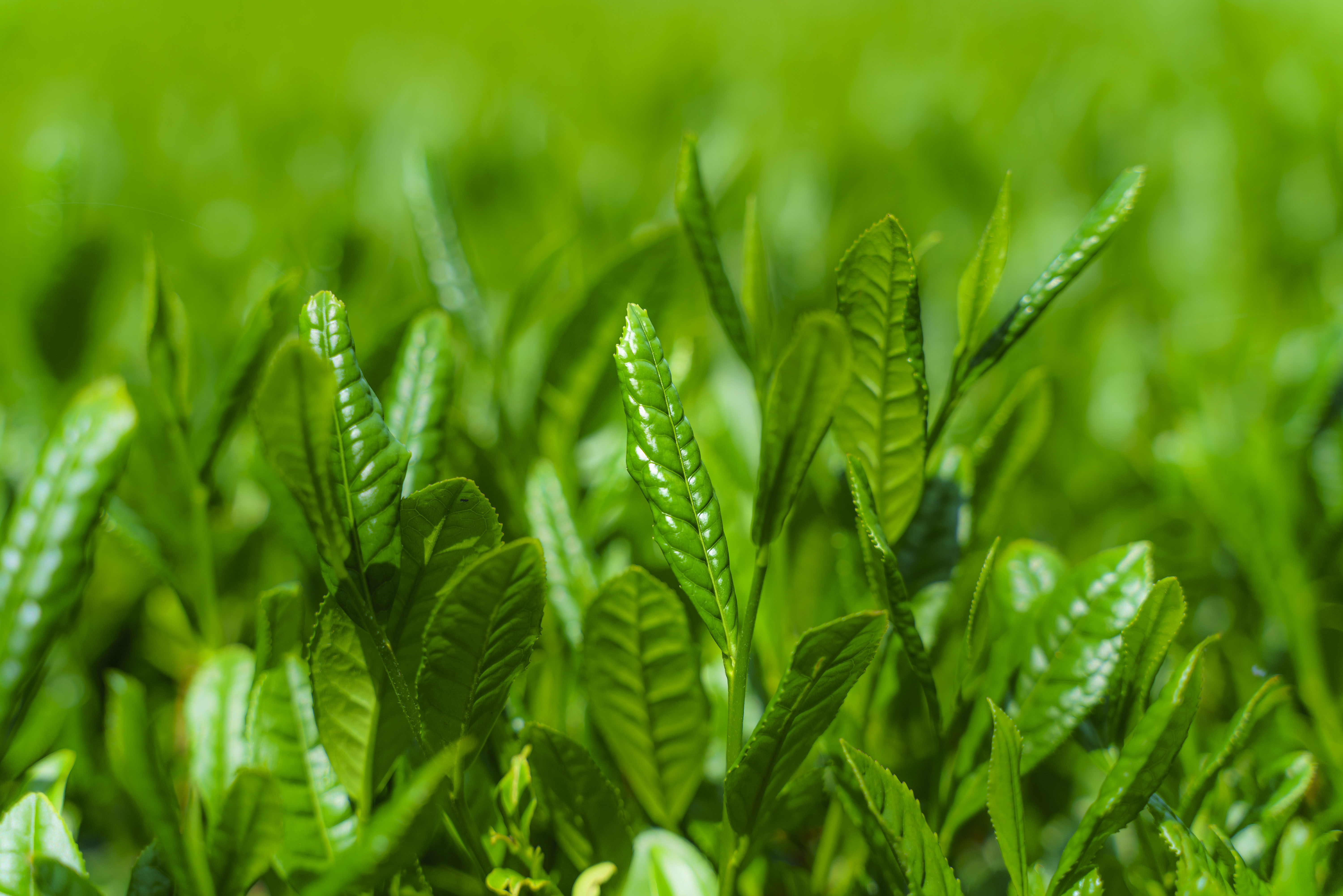無料壁紙 【伊勢茶】新芽の茶葉。PCとデスクトップ壁紙に最適な4K高画質の無料壁紙。三重県三重グルメの伊勢茶で撮影したフリー写真素材