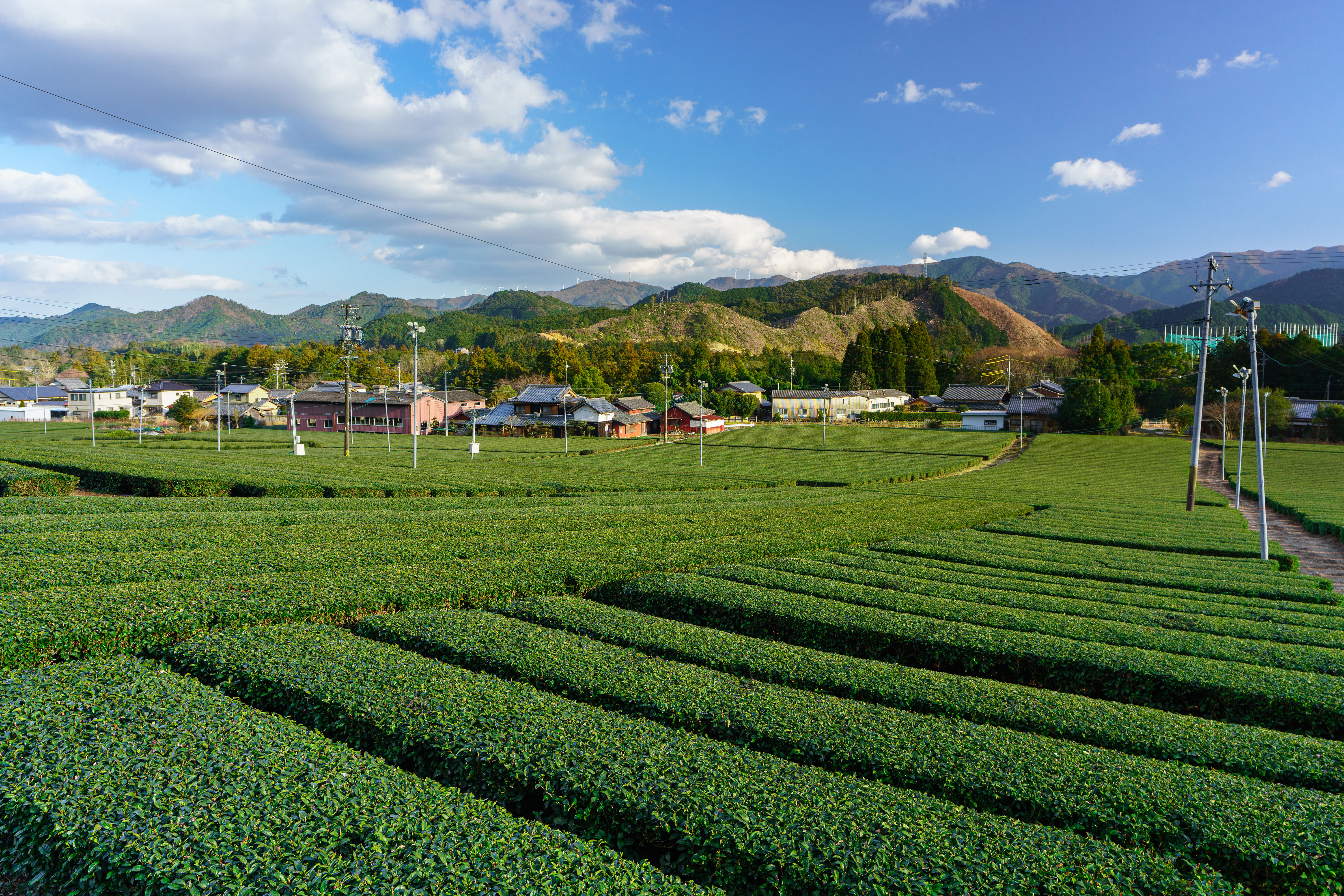 無料壁紙 【大台茶】神瀬の茶畑と町並み。PCとデスクトップ壁紙に最適な4K高画質の無料壁紙。三重県三重グルメの伊勢茶で撮影したフリー写真素材