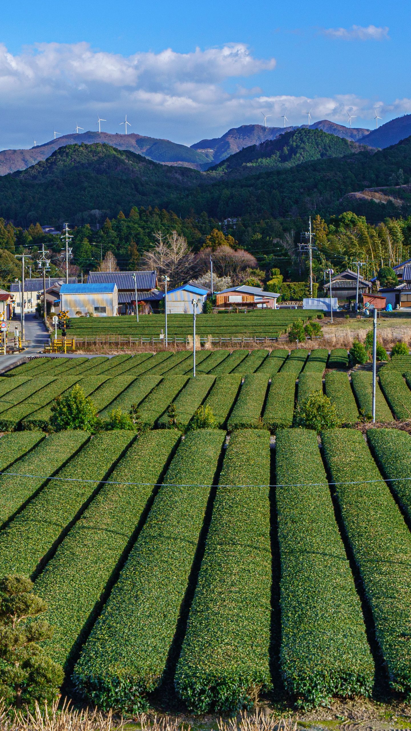【大台茶】神瀬の茶畑と度会ウィンドファーム(三重県三重グルメ・伊勢茶)
