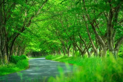 無料壁紙 新緑トンネル。PCとデスクトップ壁紙に最適な4K高画質の無料壁紙。三重県津市の北神山花街道で撮影したフリー写真素材