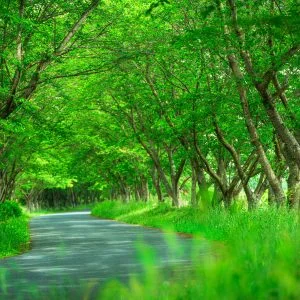 無料壁紙 新緑トンネル。PCとデスクトップ壁紙に最適な4K高画質の無料壁紙。三重県津市の北神山花街道で撮影したフリー写真素材