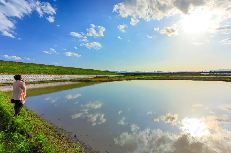 無料壁紙 田んぼリフレクション。PCとデスクトップ壁紙に最適な4K高画質の無料壁紙。三重県津市の津市木造町のポピー畑で撮影したフリー写真素材