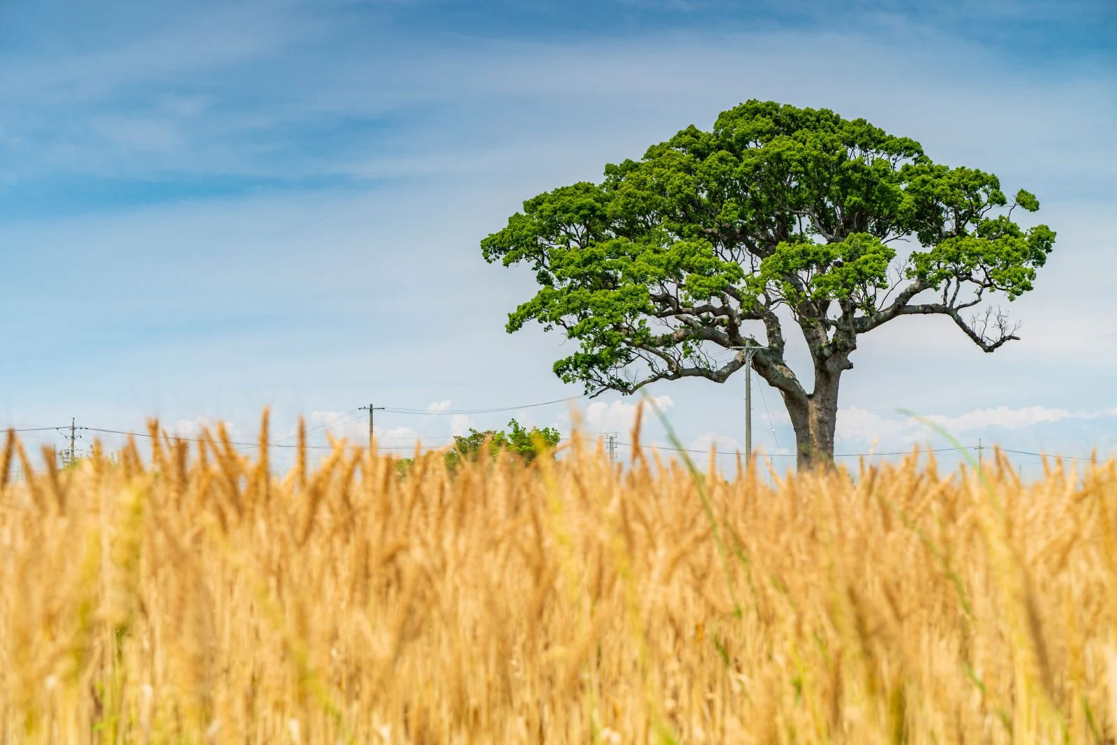 無料壁紙 まるでサバンナ。PCとデスクトップ壁紙に最適な4K高画質の無料壁紙。三重県鈴鹿市の長太の大楠で撮影したフリー写真素材