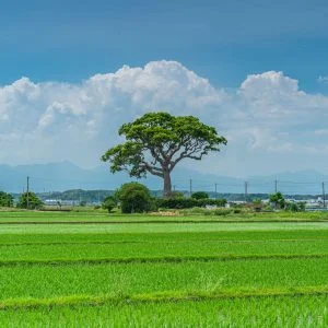 無料壁紙 入道雲と田園風景。PCとデスクトップ壁紙に最適な4K高画質の無料壁紙。三重県鈴鹿市の長太の大楠で撮影したフリー写真素材