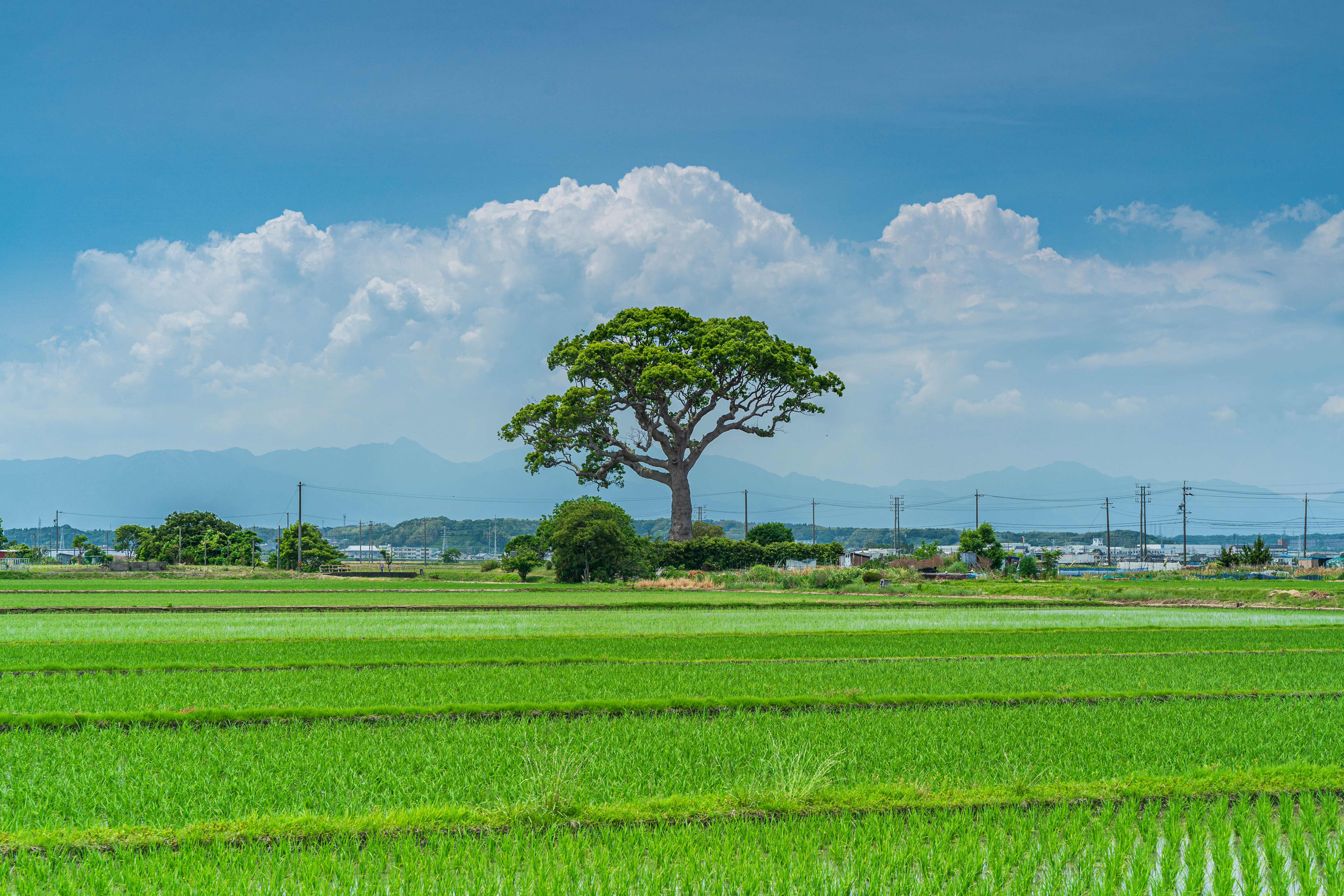 無料壁紙 入道雲と田園風景。PCとデスクトップ壁紙に最適な4K高画質の無料壁紙。三重県鈴鹿市の長太の大楠で撮影したフリー写真素材