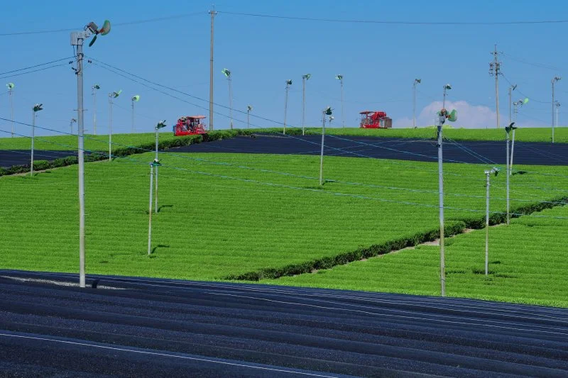 無料壁紙 茶葉の収穫。PCとデスクトップ壁紙に最適な4K高画質の無料壁紙。三重県亀山市の中の山パイロットで撮影したフリー写真素材