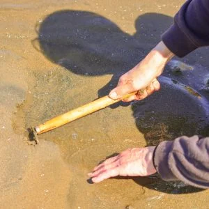 無料壁紙 クマデで潮干狩りをする様子。PCとデスクトップ壁紙に最適な4K高画質の無料壁紙。三重県津市の御殿場海岸で撮影したフリー写真素材