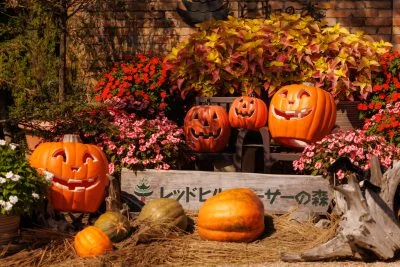 無料壁紙 入口がカボチャのおばけでいっぱい。PCとデスクトップ壁紙に最適な4K高画質の無料壁紙。三重県津市のレッドヒルヒーサーの森で撮影したフリー写真素材