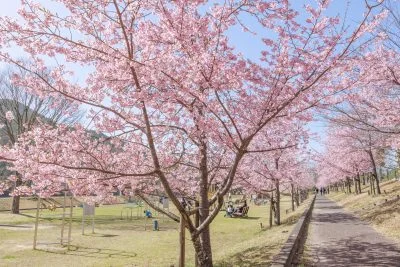 無料壁紙 河津桜ロードの入口。PCとデスクトップ壁紙に最適な4K高画質の無料壁紙。三重県度会町の宮リバー度会パークで撮影したフリー写真素材