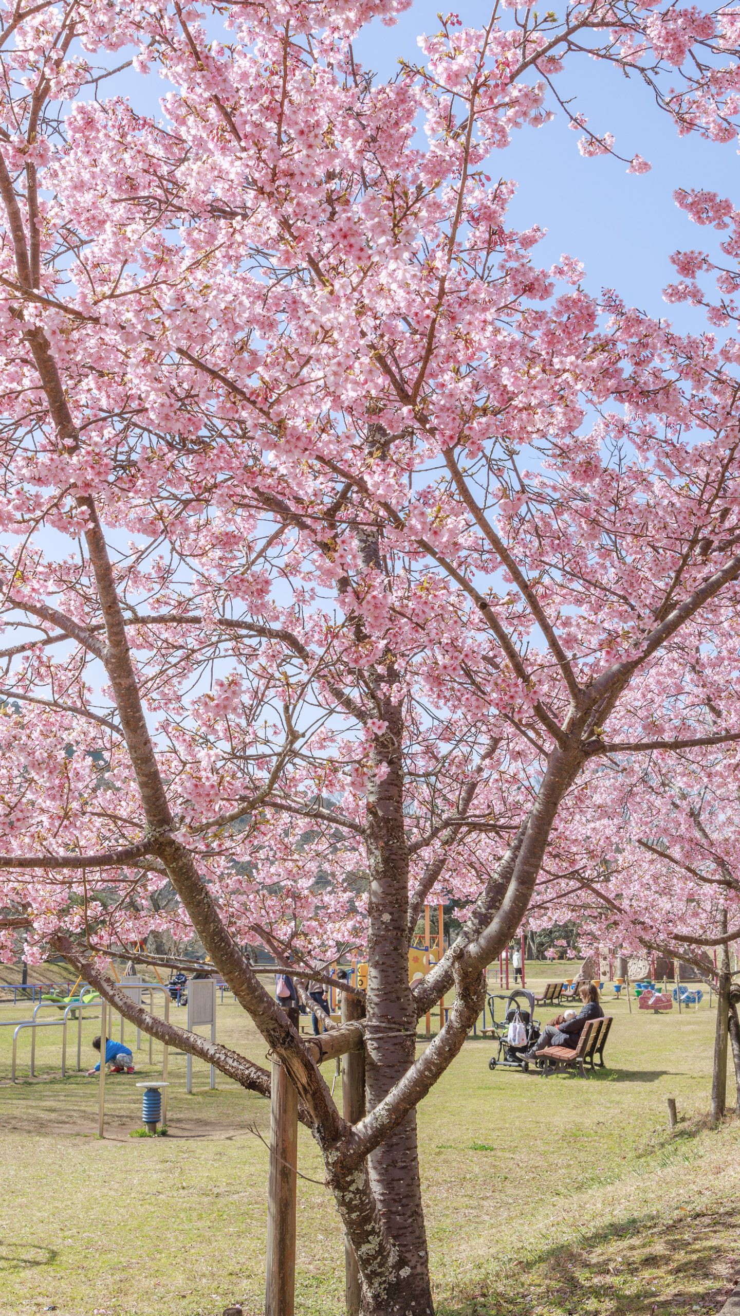 無料壁紙 河津桜ロードの入口。PCとデスクトップ壁紙に最適な4K高画質の無料壁紙。三重県度会町の宮リバー度会パークで撮影したフリー写真素材