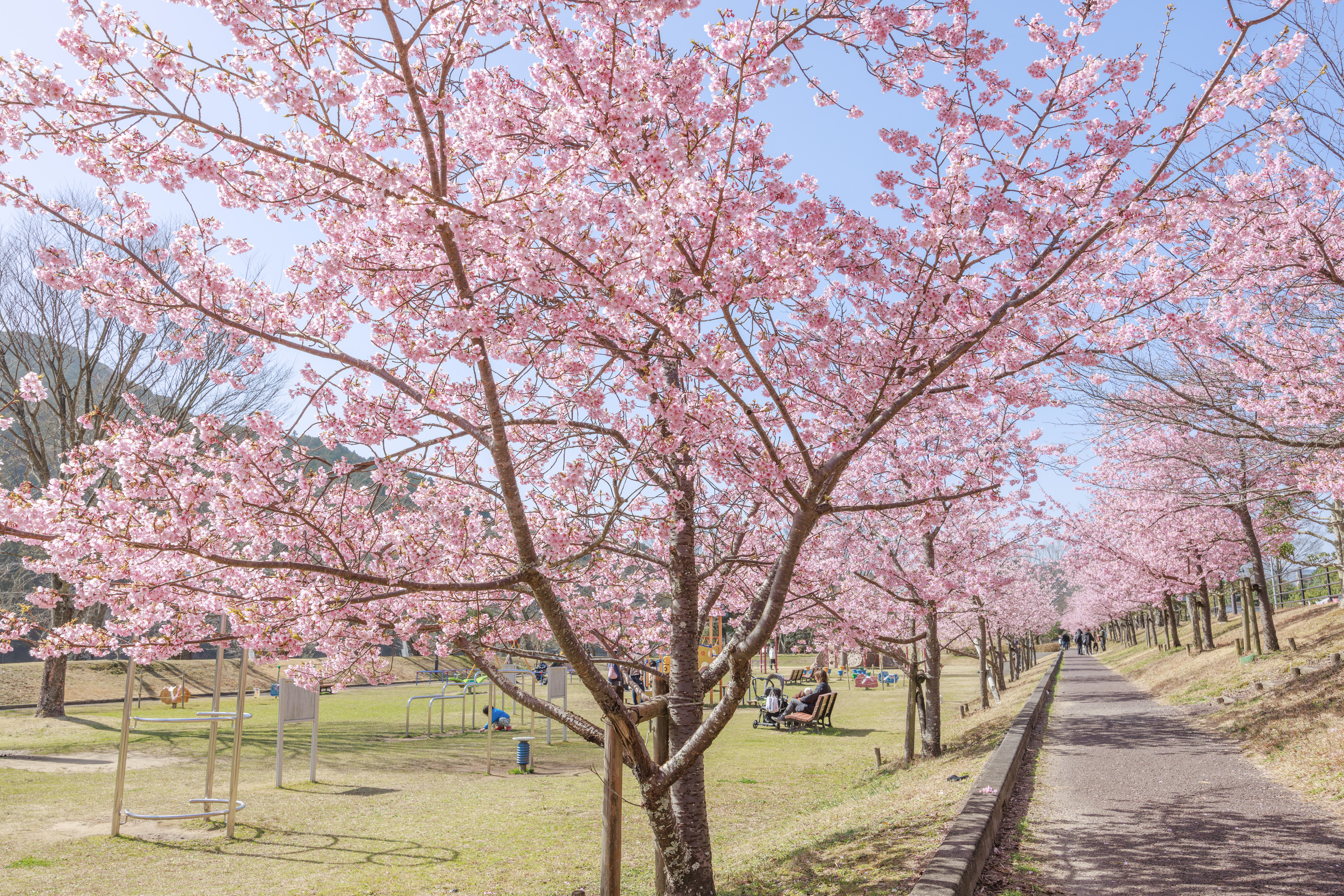 無料壁紙 河津桜ロードの入口。PCとデスクトップ壁紙に最適な4K高画質の無料壁紙。三重県度会町の宮リバー度会パークで撮影したフリー写真素材