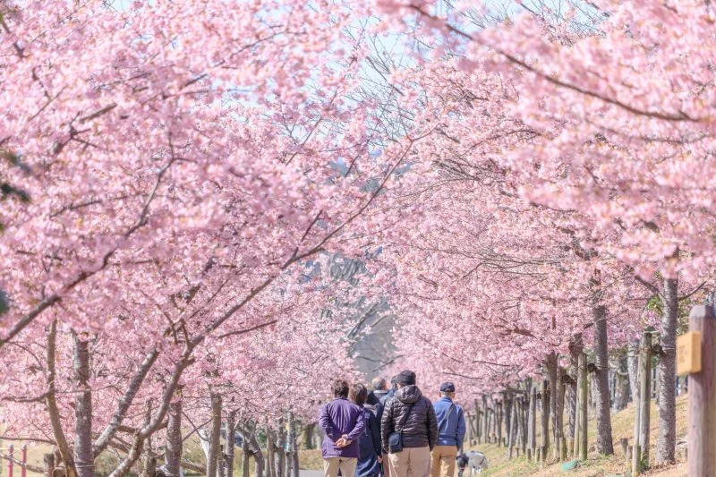 無料壁紙 満開の河津桜ロード。PCとデスクトップ壁紙に最適な4K高画質の無料壁紙。三重県度会町の宮リバー度会パークで撮影したフリー写真素材