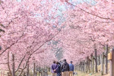 無料壁紙 満開の河津桜ロード。PCとデスクトップ壁紙に最適な4K高画質の無料壁紙。三重県度会町の宮リバー度会パークで撮影したフリー写真素材