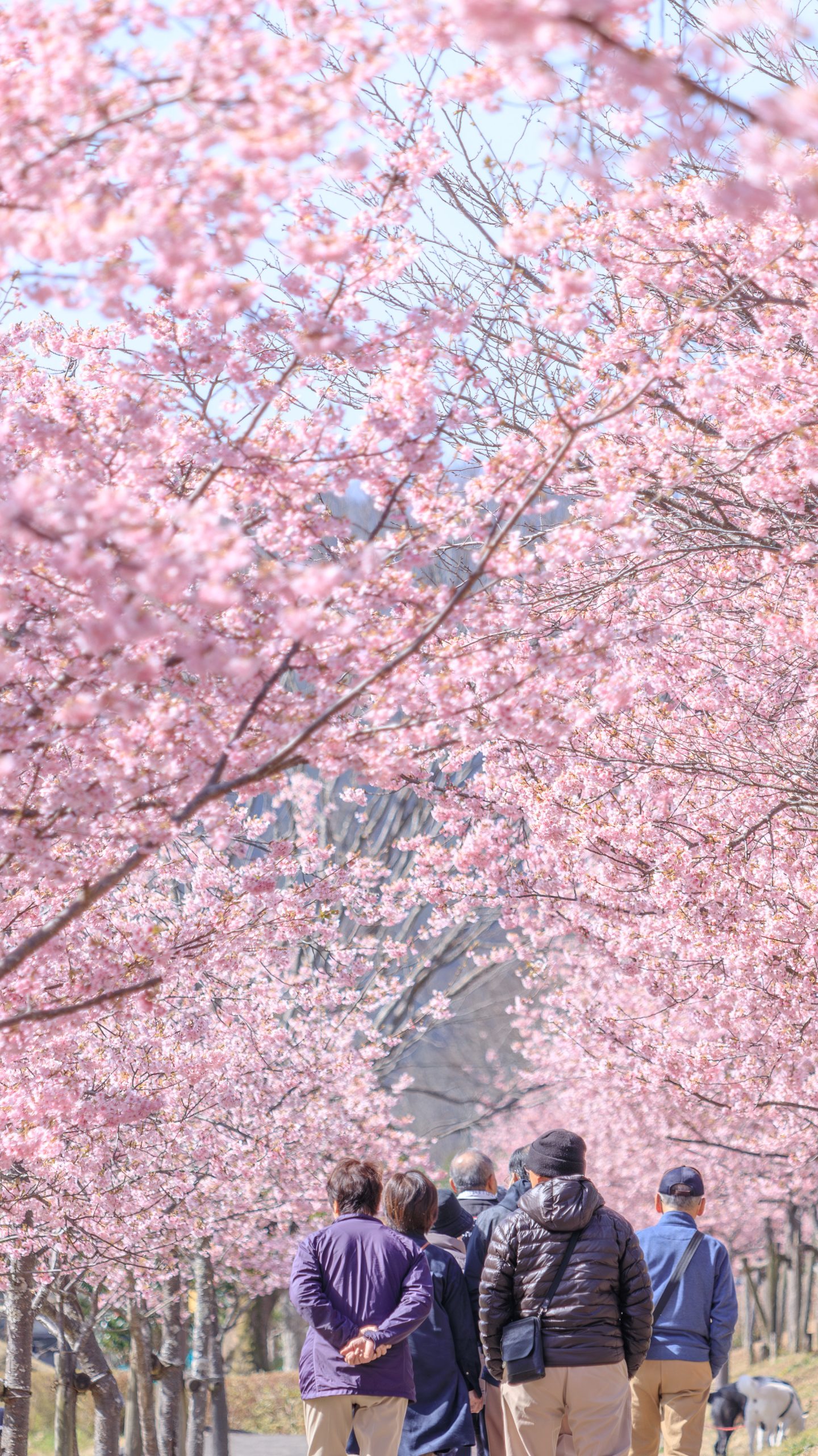 無料壁紙 満開の河津桜ロード。PCとデスクトップ壁紙に最適な4K高画質の無料壁紙。三重県度会町の宮リバー度会パークで撮影したフリー写真素材