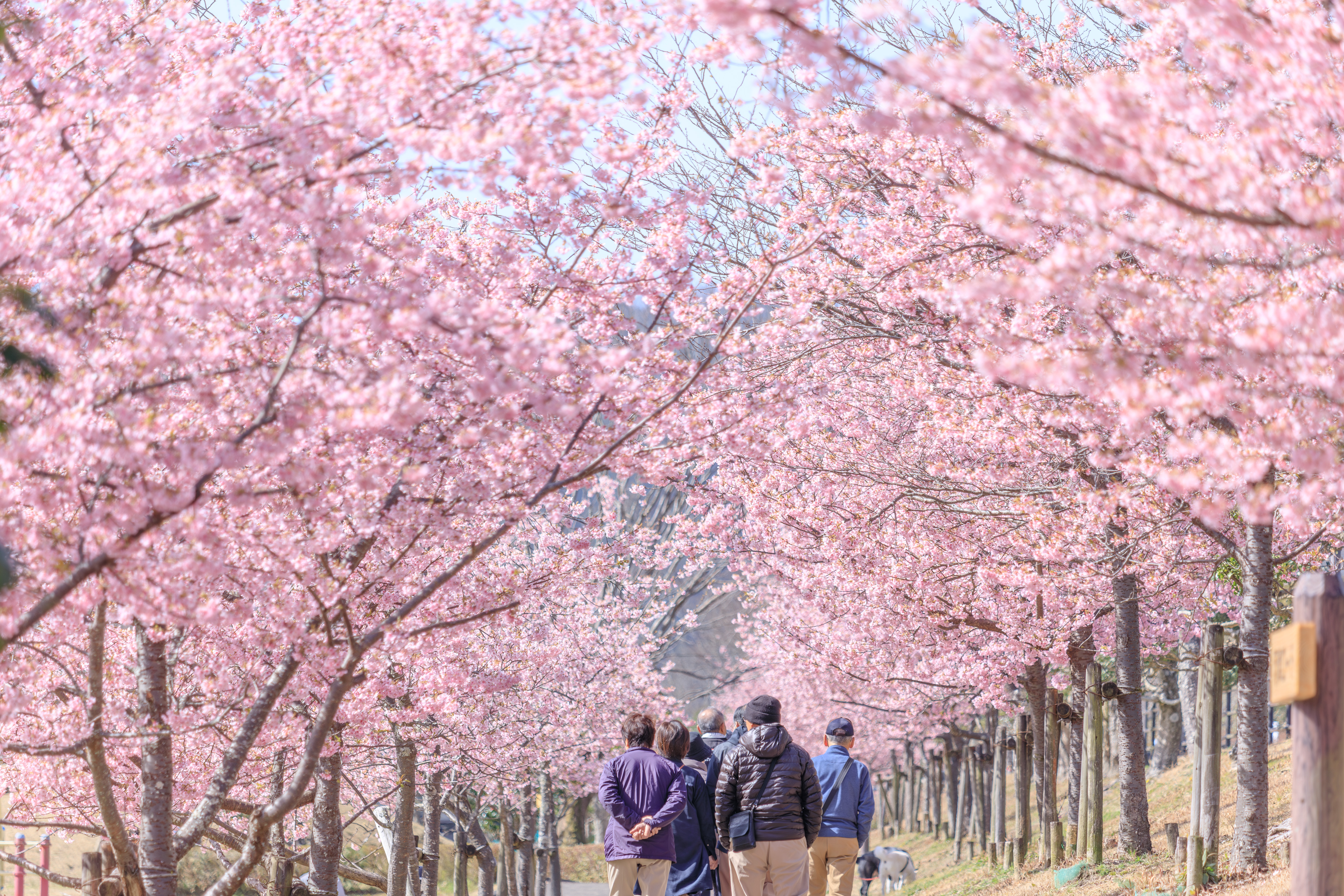 無料壁紙 満開の河津桜ロード。PCとデスクトップ壁紙に最適な4K高画質の無料壁紙。三重県度会町の宮リバー度会パークで撮影したフリー写真素材