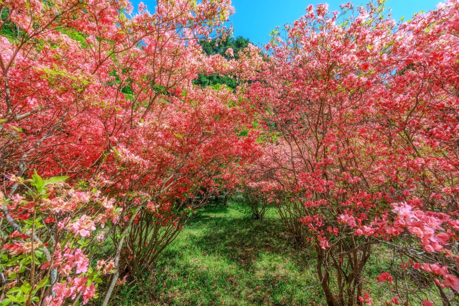 無料壁紙 ヤマツツジのトンネル。PCとデスクトップ壁紙に最適な4K高画質の無料壁紙。三重県伊賀市の余野公園で撮影したフリー写真素材