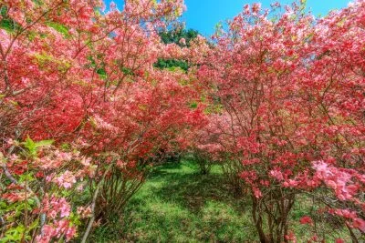 無料壁紙 ヤマツツジのトンネル。PCとデスクトップ壁紙に最適な4K高画質の無料壁紙。三重県伊賀市の余野公園で撮影したフリー写真素材