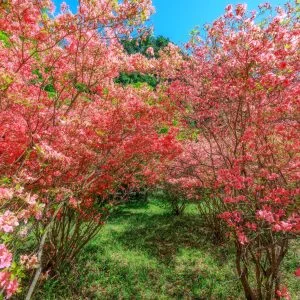 余野公園のフリー写真素材