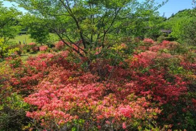 無料壁紙 もっこ山展望台から見下ろすツツジの群生。PCとデスクトップ壁紙に最適な4K高画質の無料壁紙。三重県伊賀市の余野公園で撮影したフリー写真素材