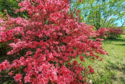 無料壁紙 彩り豊かなツツジ。PCとデスクトップ壁紙に最適な4K高画質の無料壁紙。三重県伊賀市の余野公園で撮影したフリー写真素材