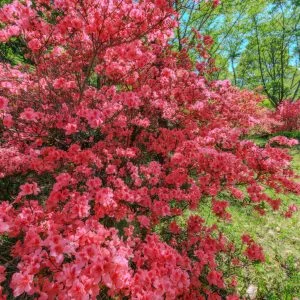 無料壁紙 彩り豊かなツツジ。PCとデスクトップ壁紙に最適な4K高画質の無料壁紙。三重県伊賀市の余野公園で撮影したフリー写真素材