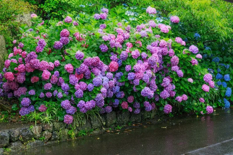 無料壁紙 山門近くに咲く紫陽花。PCとデスクトップ壁紙に最適な4K高画質の無料壁紙。三重県志摩市の大慈寺で撮影したフリー写真素材