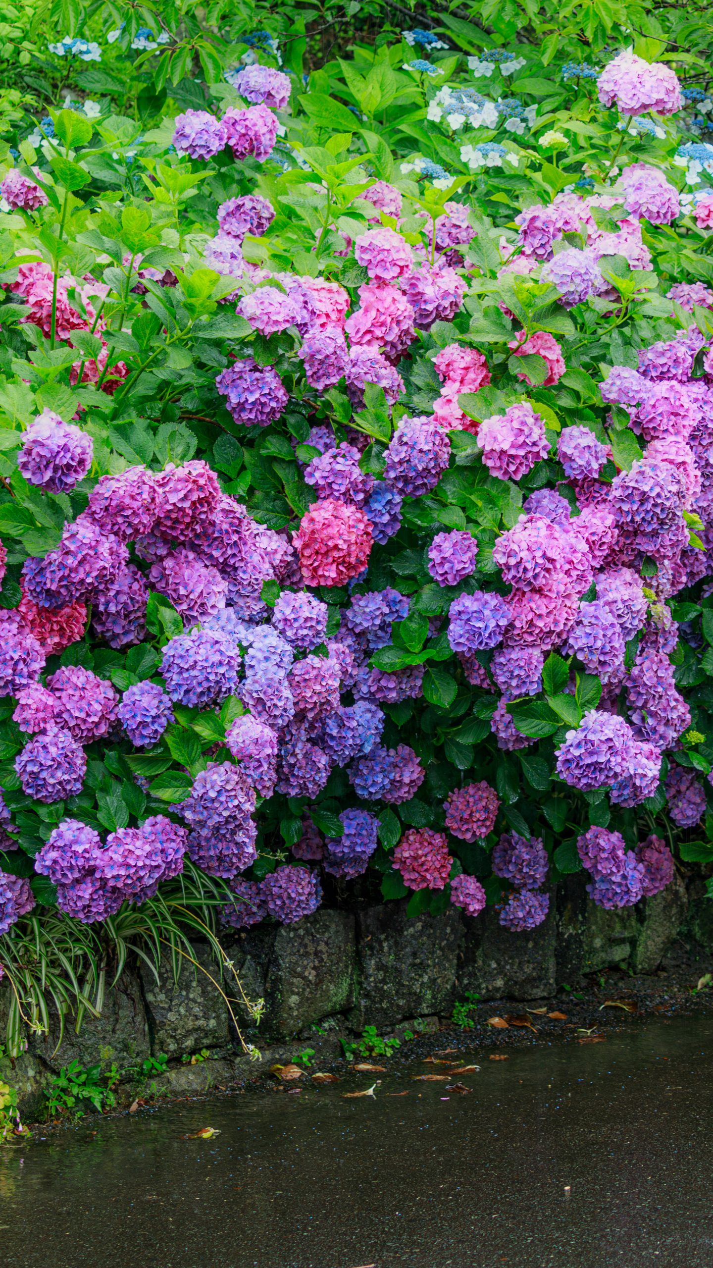 山門近くに咲く紫陽花(三重県志摩市・大慈寺)