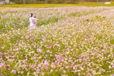 無料壁紙 広大なコスモスと数輪のひまわり。PCとデスクトップ壁紙に最適な4K高画質の無料壁紙。三重県亀山市の関町のコスモス畑で撮影したフリー写真素材