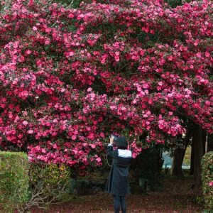 無料壁紙 大きな山茶花（サザンカ）。PCとデスクトップ壁紙に最適な4K高画質の無料壁紙。三重県明和町の斎王の森で撮影したフリー写真素材