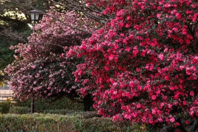 無料壁紙 ２色のピンクが美しい山茶花（サザンカ）。PCとデスクトップ壁紙に最適な4K高画質の無料壁紙。三重県明和町の斎王の森で撮影したフリー写真素材