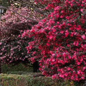 無料壁紙 ２色のピンクが美しい山茶花（サザンカ）。PCとデスクトップ壁紙に最適な4K高画質の無料壁紙。三重県明和町の斎王の森で撮影したフリー写真素材