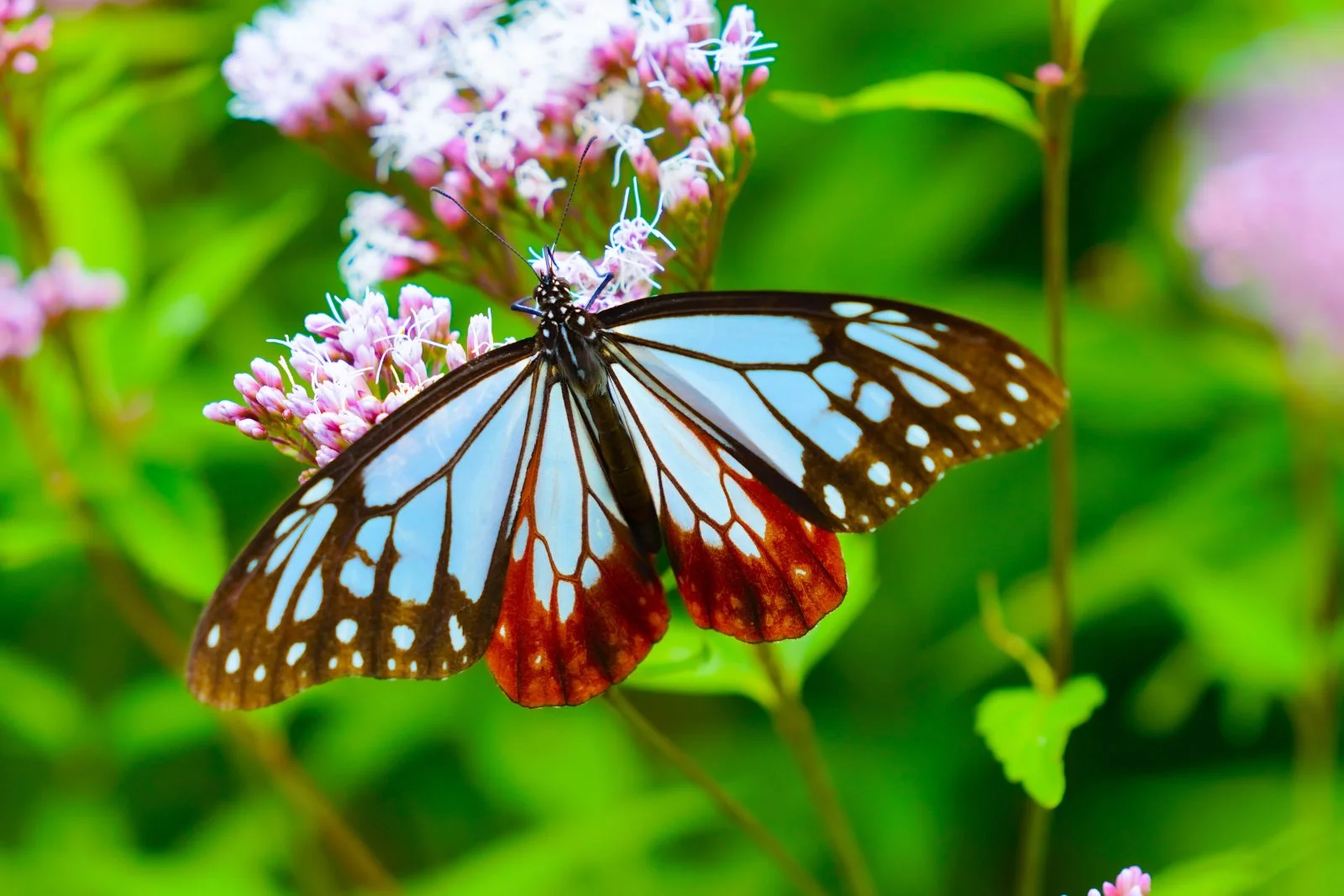 美杉町太郎生のアサギマダラ