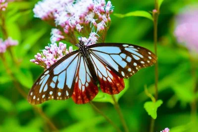 無料壁紙 フジバカマの蜜を吸うアサギマダラ。PCとデスクトップ壁紙に最適な4K高画質の無料壁紙。三重県津市の美杉町太郎生のアサギマダラで撮影したフリー写真素材