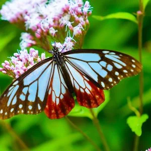 美杉町太郎生のアサギマダラのフリー写真素材
