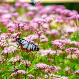 無料壁紙 猿子園のフジバカマ畑。PCとデスクトップ壁紙に最適な4K高画質の無料壁紙。三重県津市の美杉町太郎生のアサギマダラで撮影したフリー写真素材