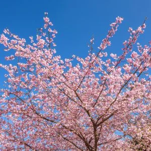 無料壁紙 青空と河津桜。PCとデスクトップ壁紙に最適な4K高画質の無料壁紙。三重県紀北町の種まき権兵衛の里の河津桜で撮影したフリー写真素材