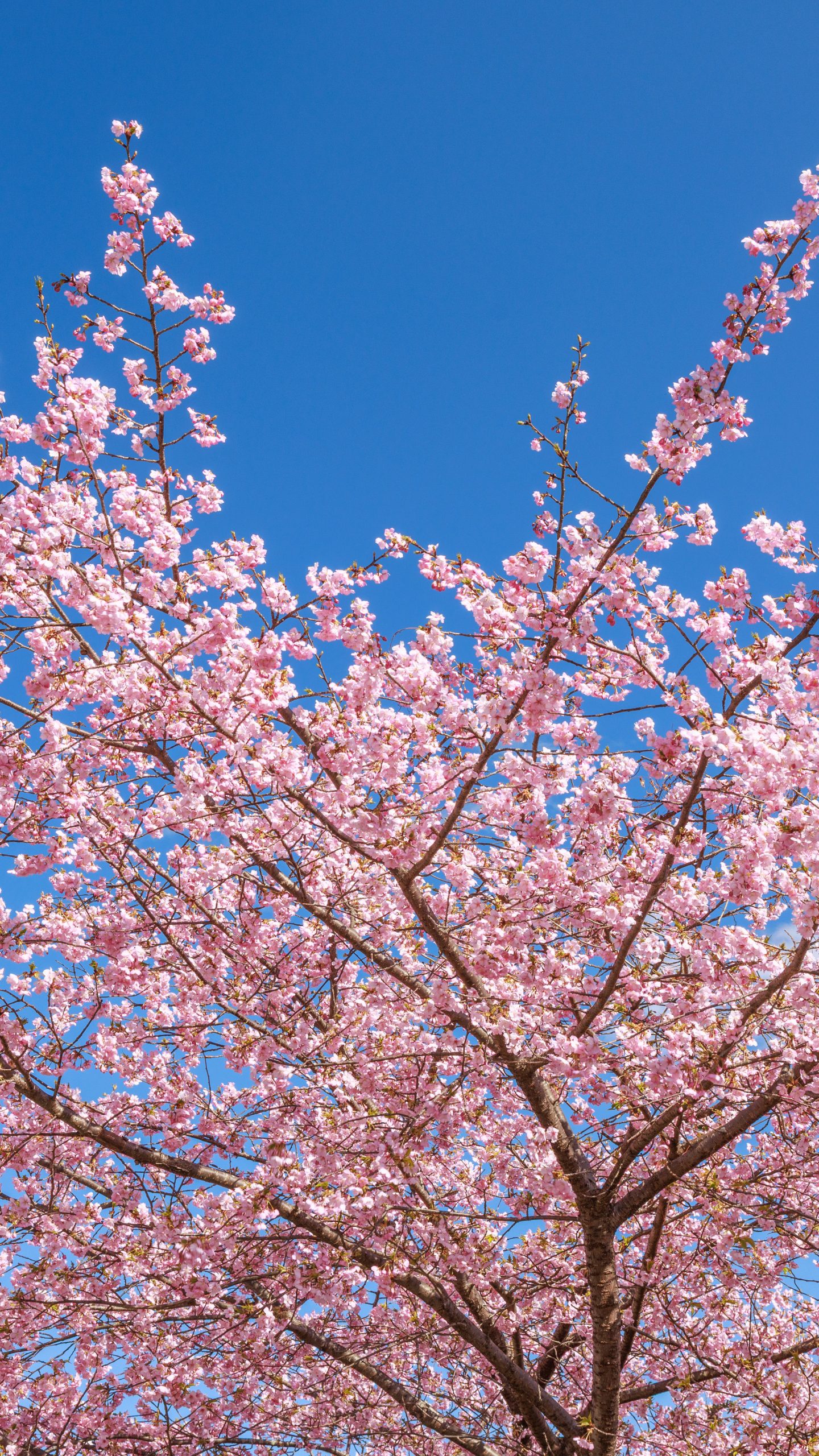 無料壁紙 青空と河津桜。PCとデスクトップ壁紙に最適な4K高画質の無料壁紙。三重県紀北町の種まき権兵衛の里の河津桜で撮影したフリー写真素材