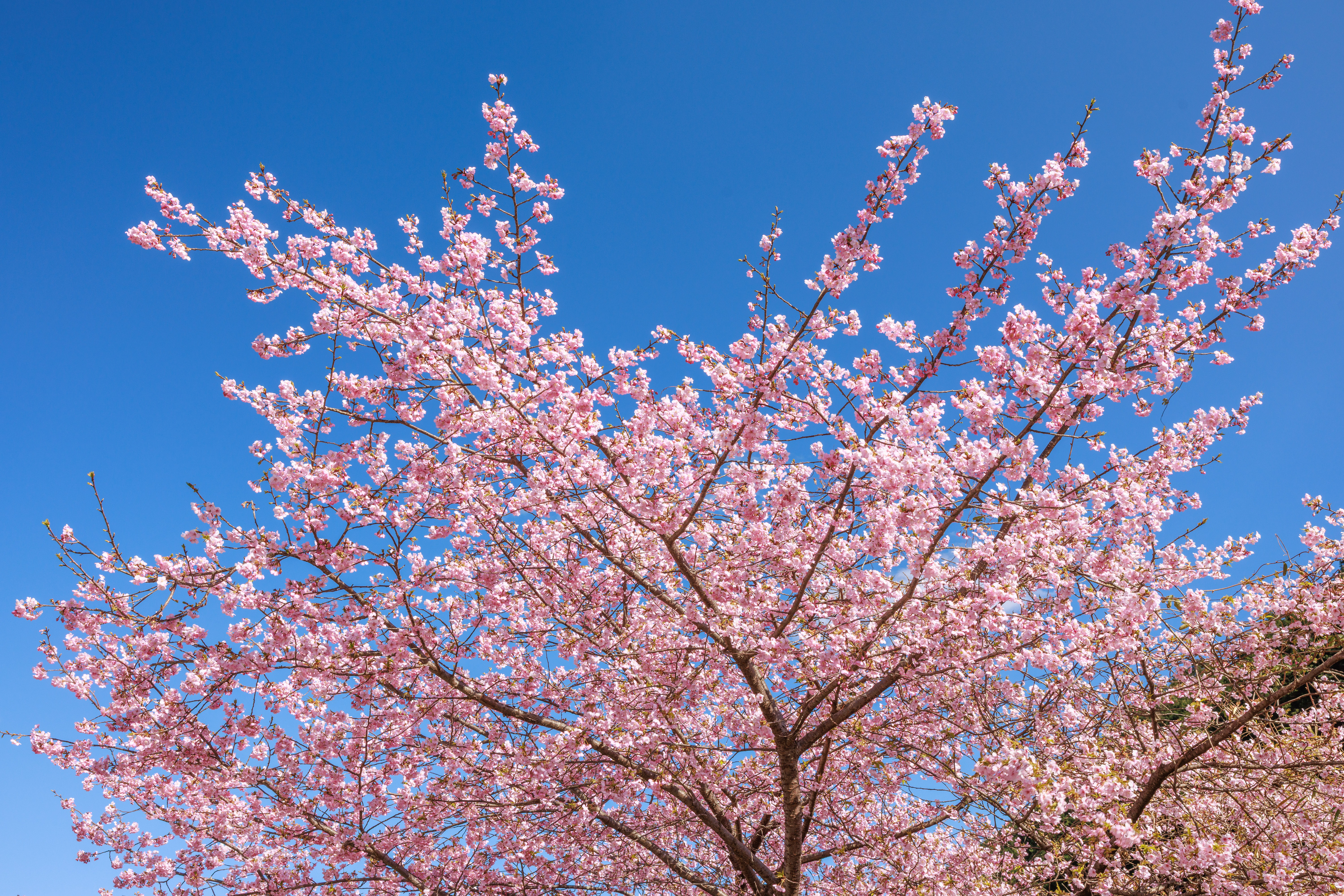 無料壁紙 青空と河津桜。PCとデスクトップ壁紙に最適な4K高画質の無料壁紙。三重県紀北町の種まき権兵衛の里の河津桜で撮影したフリー写真素材