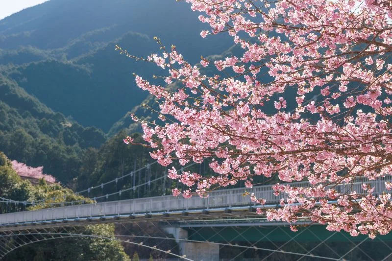 無料壁紙 平尾吊橋と河津桜。PCとデスクトップ壁紙に最適な4K高画質の無料壁紙。三重県紀北町の種まき権兵衛の里の河津桜で撮影したフリー写真素材