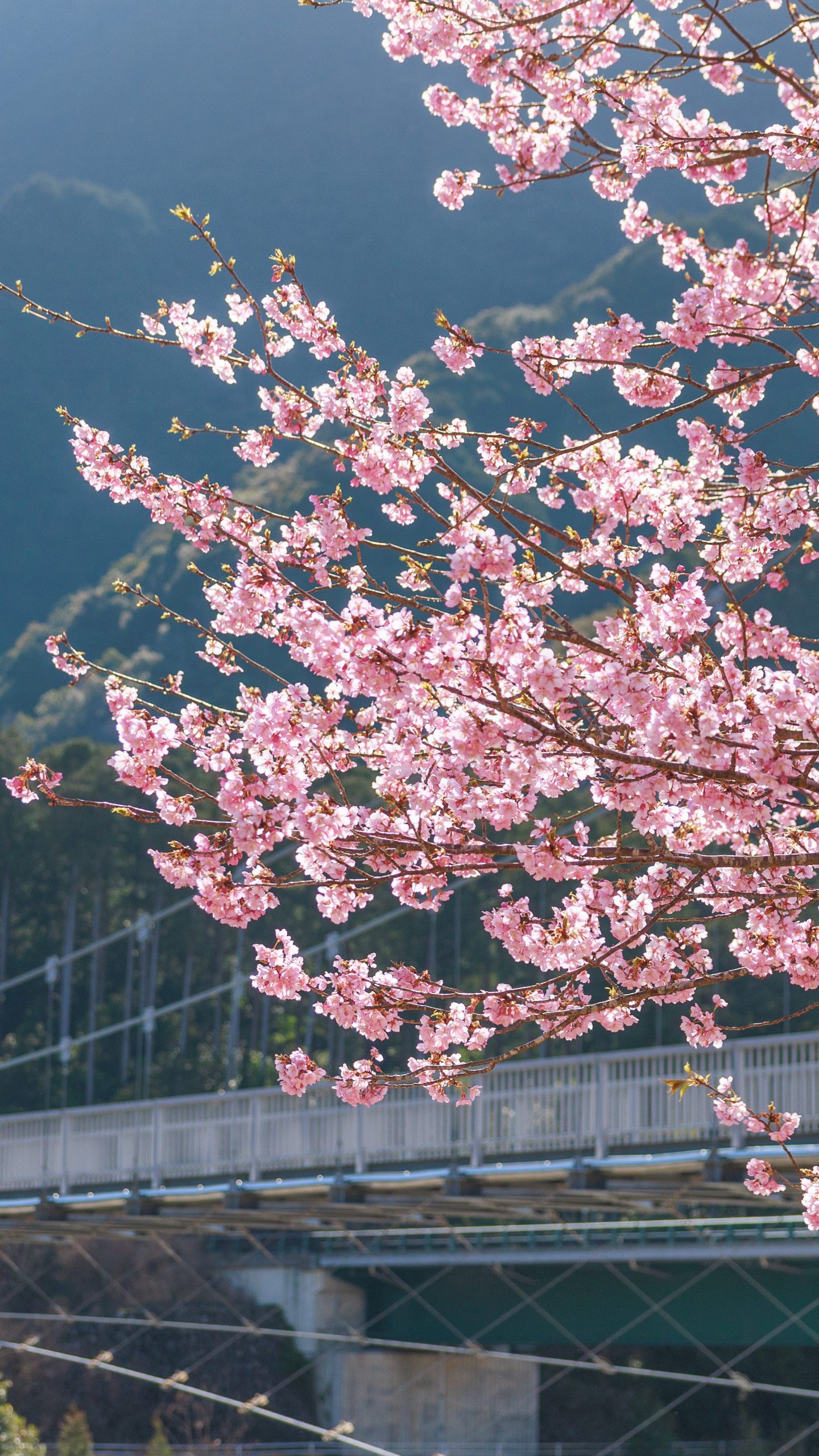 無料壁紙 平尾吊橋と河津桜。PCとデスクトップ壁紙に最適な4K高画質の無料壁紙。三重県紀北町の種まき権兵衛の里の河津桜で撮影したフリー写真素材