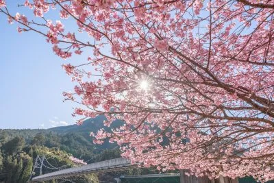 無料壁紙 平尾吊橋と逆光の河津桜。PCとデスクトップ壁紙に最適な4K高画質の無料壁紙。三重県紀北町の種まき権兵衛の里の河津桜で撮影したフリー写真素材