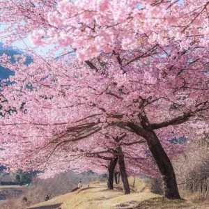 種まき権兵衛の里の河津桜のフリー写真素材