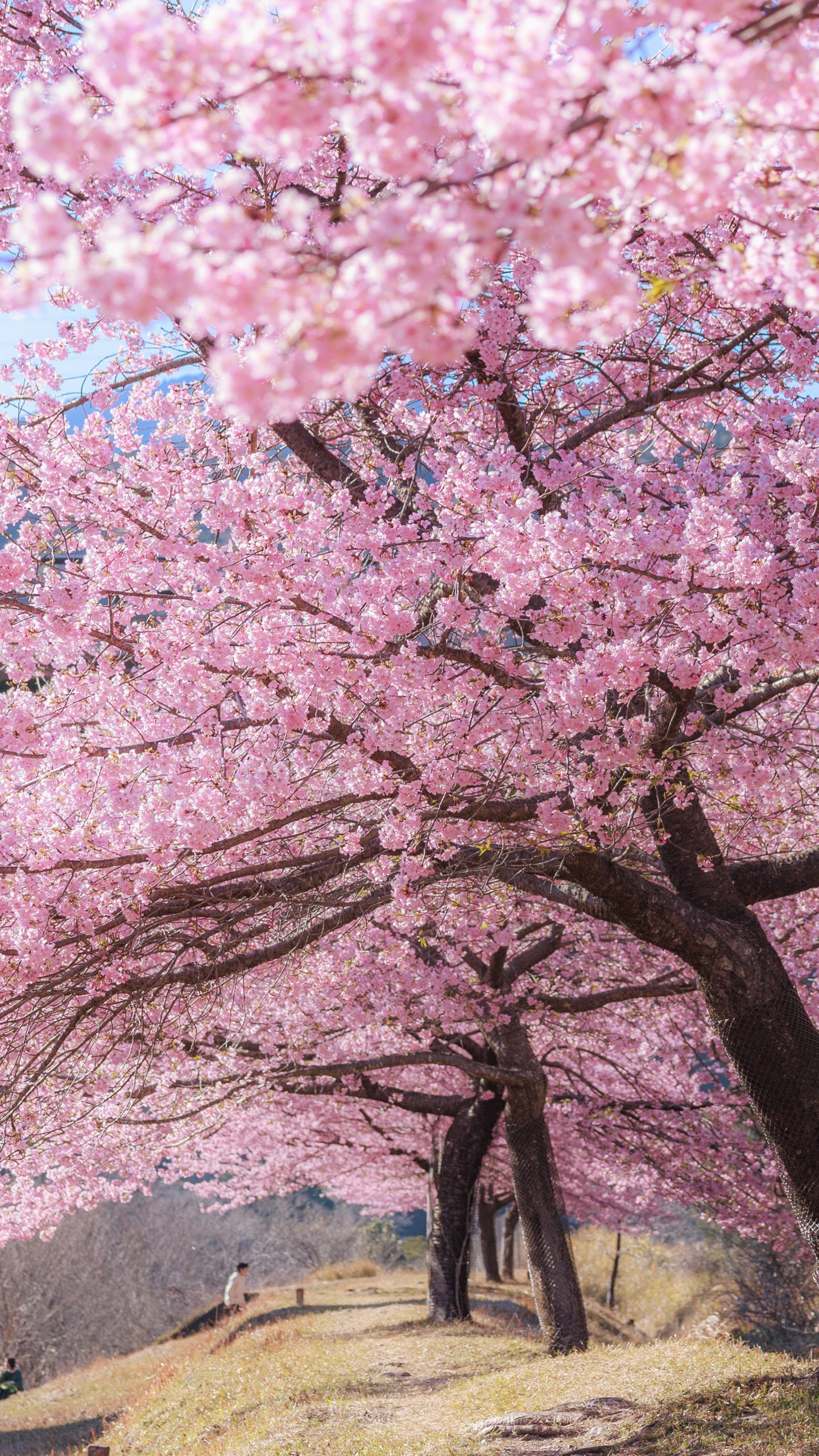 無料壁紙 河津桜の背後に平尾吊橋。PCとデスクトップ壁紙に最適な4K高画質の無料壁紙。三重県紀北町の種まき権兵衛の里の河津桜で撮影したフリー写真素材