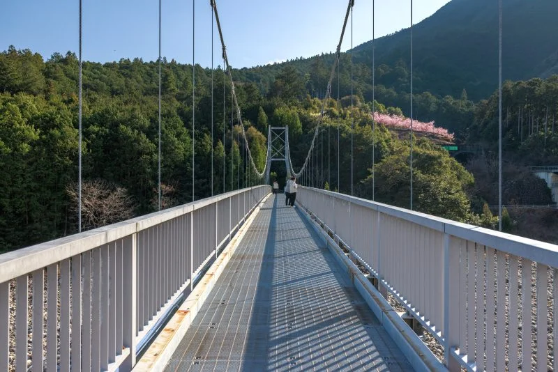 無料壁紙 平尾吊橋。PCとデスクトップ壁紙に最適な4K高画質の無料壁紙。三重県紀北町の種まき権兵衛の里の河津桜で撮影したフリー写真素材