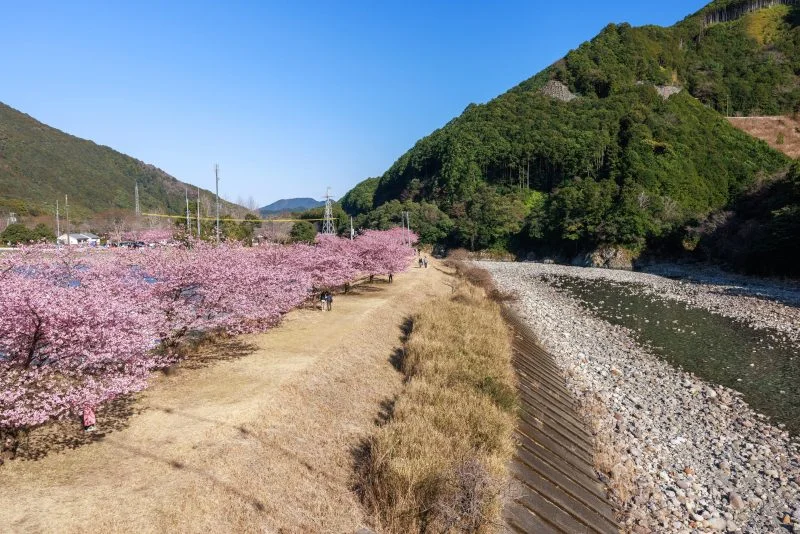 無料壁紙 河津桜と銚子川。PCとデスクトップ壁紙に最適な4K高画質の無料壁紙。三重県紀北町の種まき権兵衛の里の河津桜で撮影したフリー写真素材