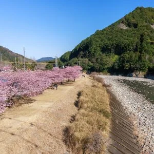 無料壁紙 河津桜と銚子川。PCとデスクトップ壁紙に最適な4K高画質の無料壁紙。三重県紀北町の種まき権兵衛の里の河津桜で撮影したフリー写真素材