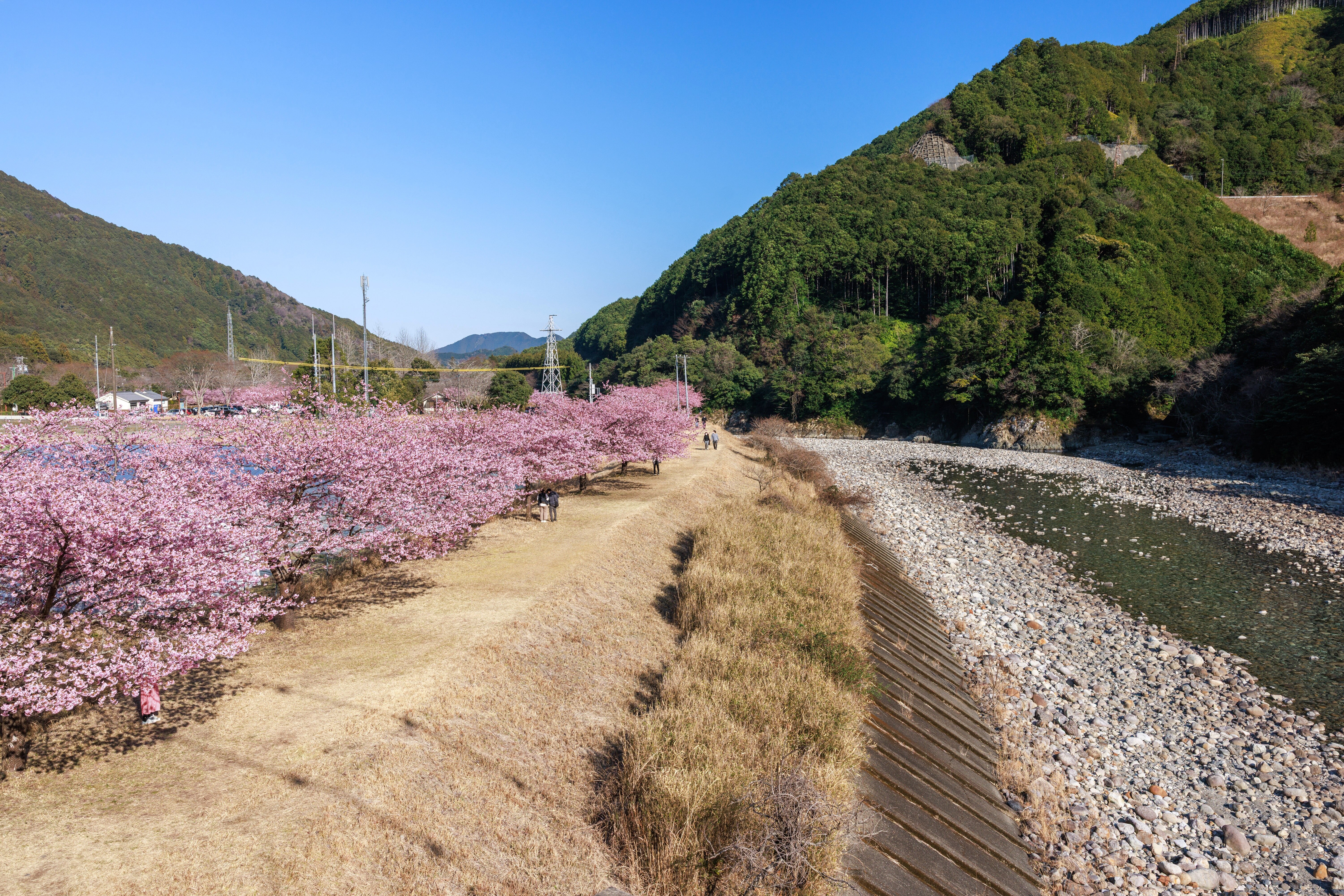 無料壁紙 河津桜と銚子川。PCとデスクトップ壁紙に最適な4K高画質の無料壁紙。三重県紀北町の種まき権兵衛の里の河津桜で撮影したフリー写真素材